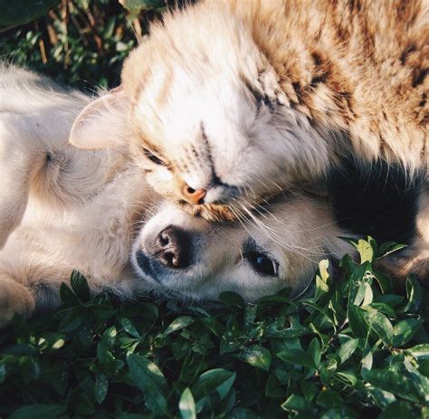 Dog And Cat Best Friends Pictures Photos And Images For Facebook