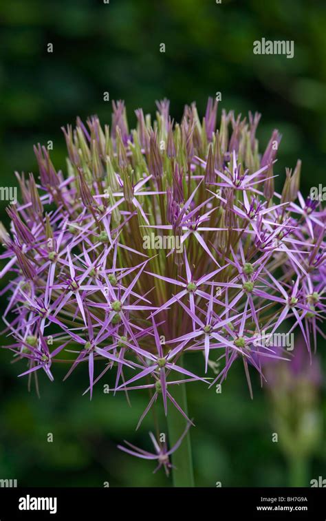 Allium Christophii Stock Photo Alamy
