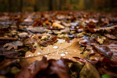 Wet Fall Leaves On Ground Four Seasons Tree Care