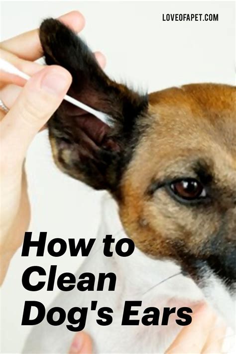 How To Clean Dogs Ears At Home 5 Steps Love Of A Pet Dog Ear