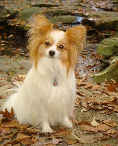 Papillon Dog Breed Cutest And Smartest T For Everyone