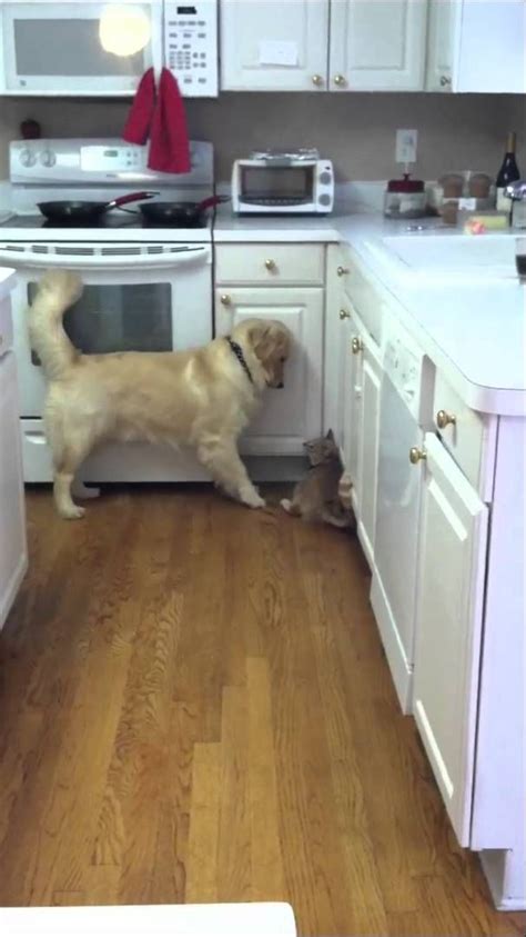 Golden Retriever Wants To Play With The Cat But The Cat