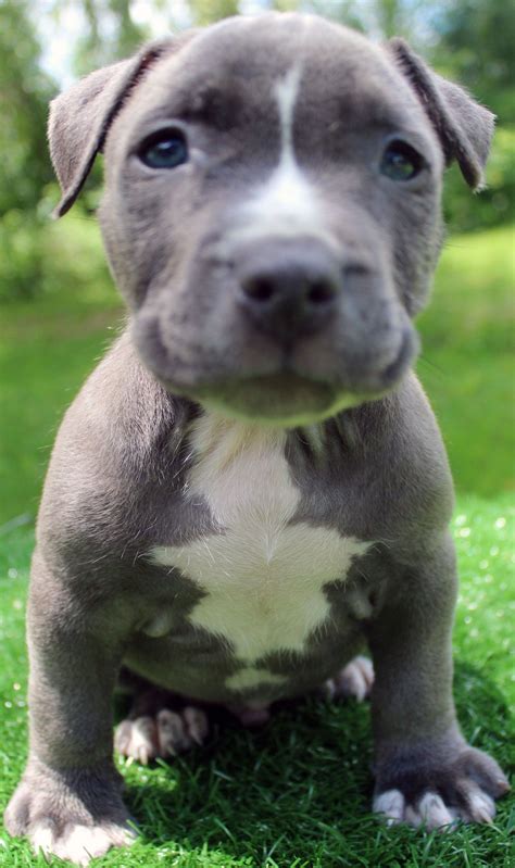Yes, we at dogspot advocate adoption of dogs instead of buying a purebred. Buy Pitbull Puppy Nyc - Pets Ideas