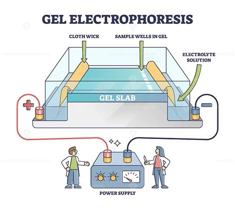 Gel Electrophoresis Method For Separating Mixtures Illustrated Diagram