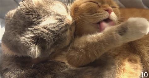 Cute Cat Mom Hugs Kitten Maru İzlesene com
