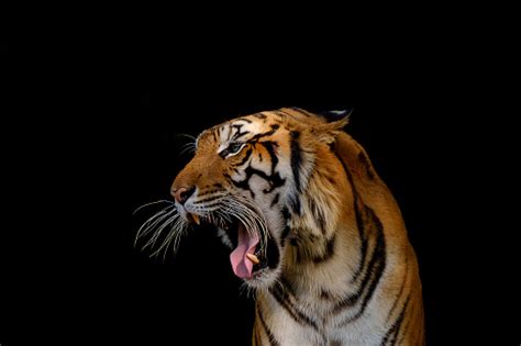 Head Of Tiger Stock Photo Download Image Now Istock