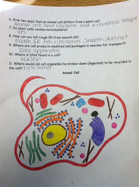 Mitochondria, vacuole, nucleus, cell membrane, cytoplasm. Animal Cell Coloring Worksheet Answers | Briefencounters