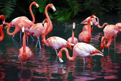 46 Flamingo Desktop Wallpaper On Wallpapersafari