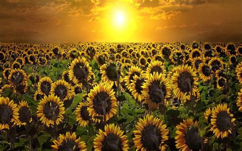 Flower Sunrise Wallpapers Top Free Flower Sunrise Backgrounds