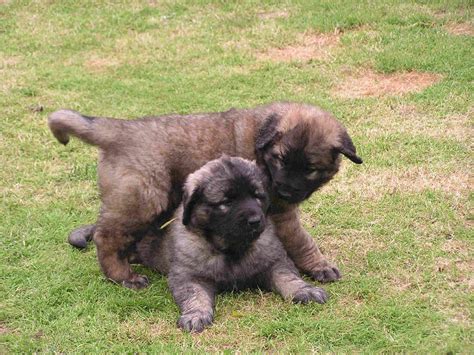 Below is a sample search of our leonberger breeders with puppies for sale. Leonberger Dog Info, Puppies, Temperament, Care, Training ...
