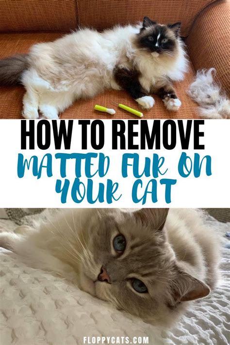 How To Remove Matted Fur On Cat Matted Fur Remove Cat Has Matted