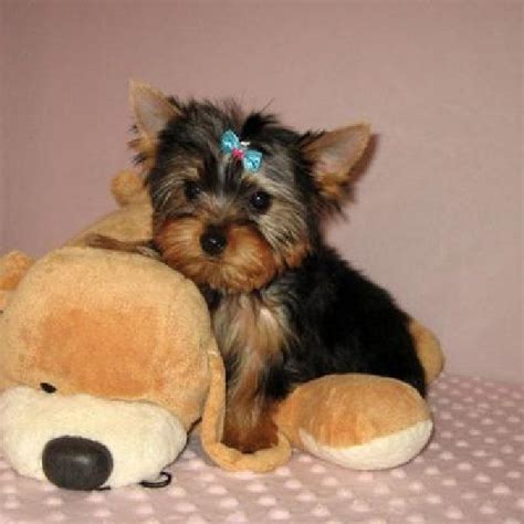 We show akc yorkies in conformation & obedience. White Yorkie Puppies | Cute And Adorable Teacup Yorkie ...