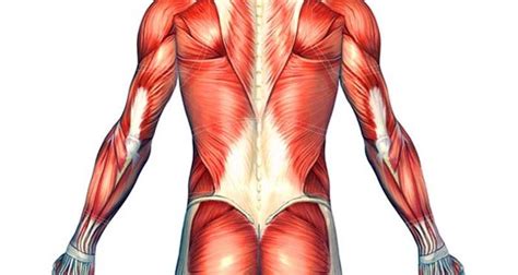 She is the author of . Blog | How to Treat Lower Right Back Muscle Strain