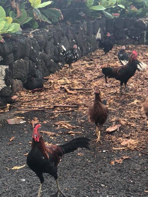 Feral Chickens Running Amok In Kauai Chicken Runs Kauai Chickens