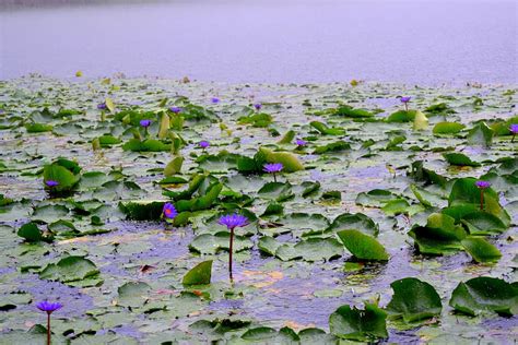 Hd Wallpaper Bangladesh National Flower Water Lily Flowering Plant