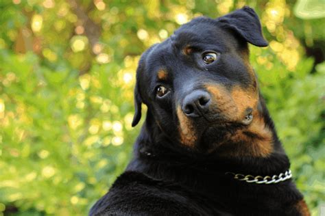 Rottweiler Puppy Not Growing? What You Must Know ? The German Shepherder