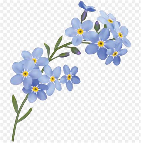 Download Forget Me Not Flower Png Free Png Images Toppng