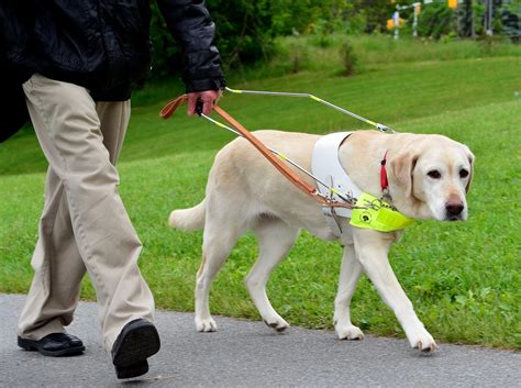 Are Guide Dogs A Fit For Seniors Canadian Guide Dogs For The Blind