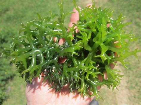 Manfaat Rumput Laut Untuk Kesehatan Dan Kecantikan