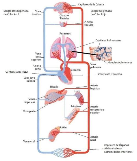 Aparato Circulatorio Humano Aprende Facil Anatomia Y Fisiologia
