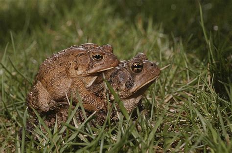 A Male And A Female American Toad Photograph By Brian Gordon Green