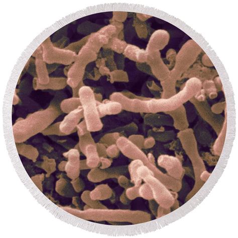 Bifidobacterium Longum Sem Round Beach Towel By Scimat Pixels