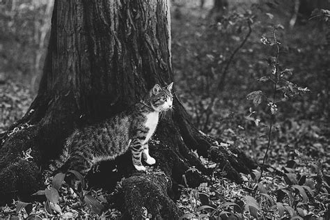 Lovely Pictures Of Cats In Black And White 9 Fubiz Media