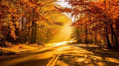Nature Autumn Beautiful Forest Leaves Morning Park Picture Road