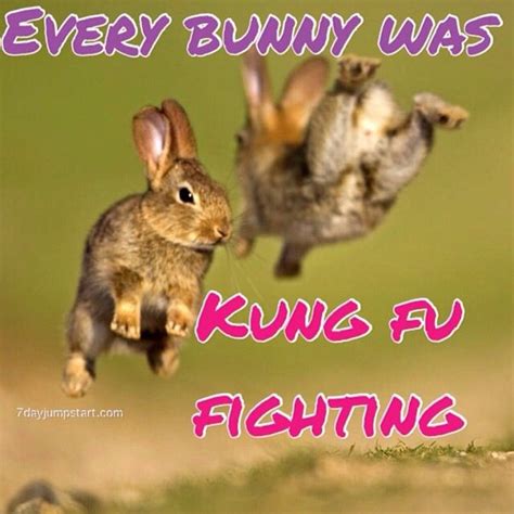 Every Bunny Was Kung Fu Fighting Kung Fu Fighting Kung Fu Bunny