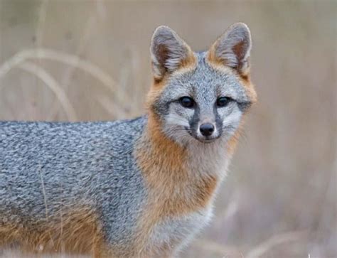 Grey Fox In Texas Hill Country By Mark Jenkins Grey Fox Fox Texas