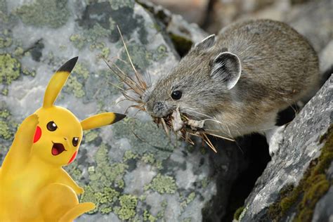 The Verge Review Of Animals Pika Vs Pikachu The Verge