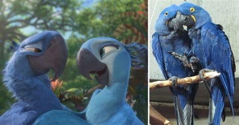 Blue Macaw Parrot From The Movie Rio Is Now Officially Extinct