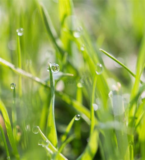 Dew Drops On Green Grass Stock Photo Image Of Morning 102685742