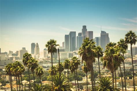 How Palm Trees Became A Symbol Of La And How To Tell Them Apart Laist