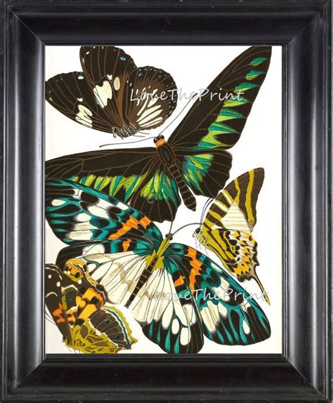 Butterfly Print Botanical Art Print 4 Beautiful Antique Large Etsy