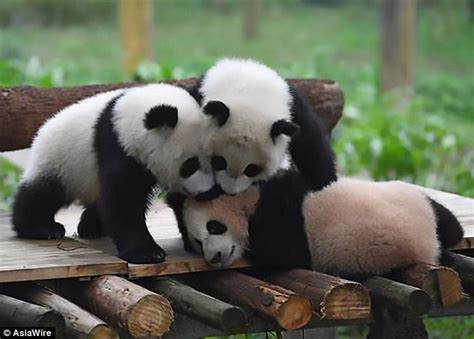 Chongqing Zoo Debut 3 New Panda Cubs Daily Mail Online