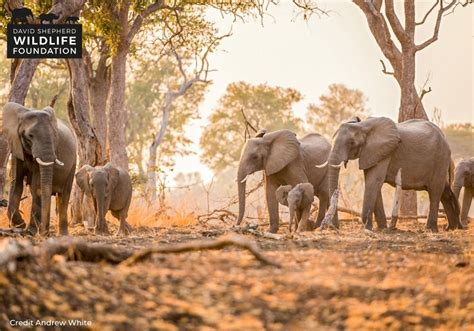 Protecting Elephants Globalgiving