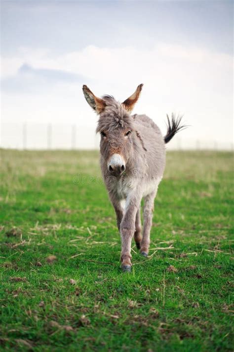 Grey Donkey Stock Photo Image Of Summer Field Eared 31393506