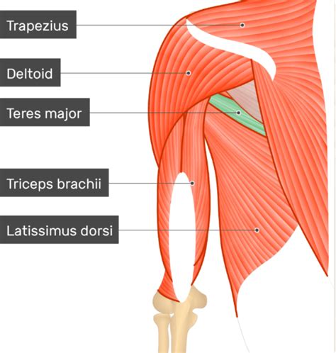 Arm Muscle Anatomy And Uses