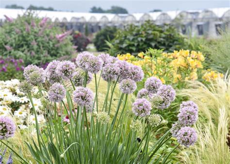 How To Grow Alliums And Flowering Onions Hgtv