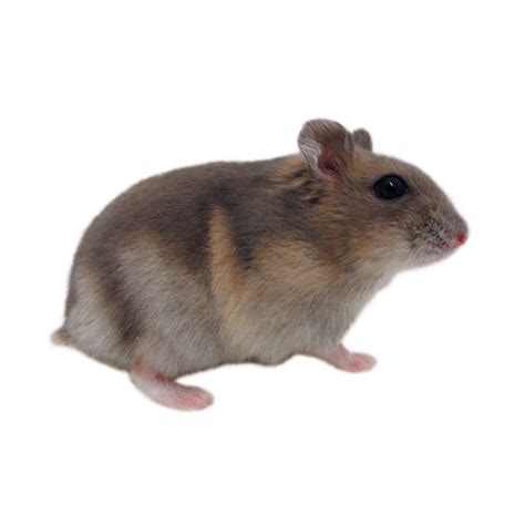 Hamsters For Sale Dwarf Djungarian Hamsters For Sale Petco