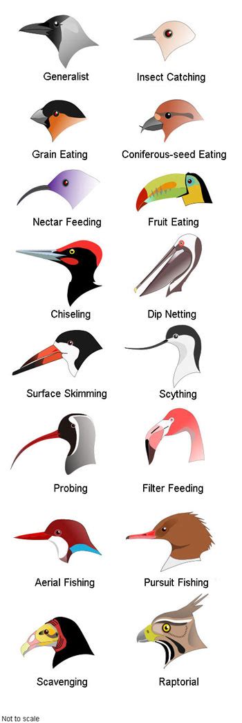 Informational Bird Beaks Zoology Birds