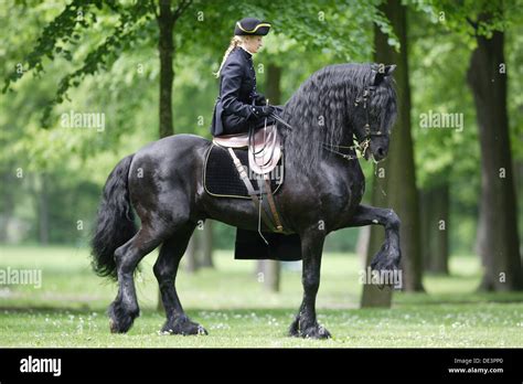 Friesian Horse Black Stallion Woman Rider Sidesaddle Trotting Park