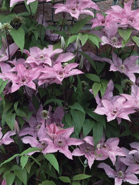 Cover a shady wall or fence with these hardy climbing plants. Brighten up a shady wall with these lush climbers; they ...
