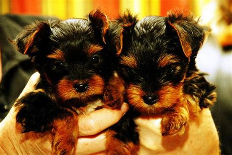 They have been wormed every two weeks with drontal puppy wormer , vet checked and micro chipped. EXTREMELY CUTE TEACUP YORKIE PUPPIES FOR FREE ADOPTION - Alabama Port - Animal, Pet