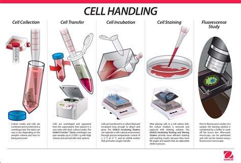 Cell Culture Applications For Cell Biology
