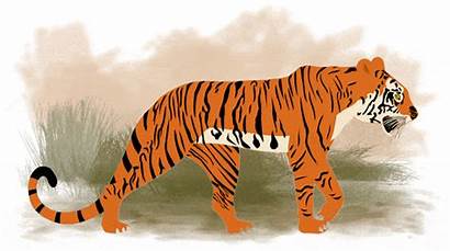 Tiger Tigers Onmanorama Roaring