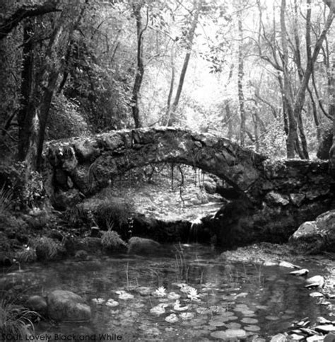 Bridge In Black And White Forest Pond Forest Landscape