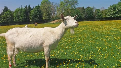 Sheep Vs Goats Who Are The Best Problem Solvers