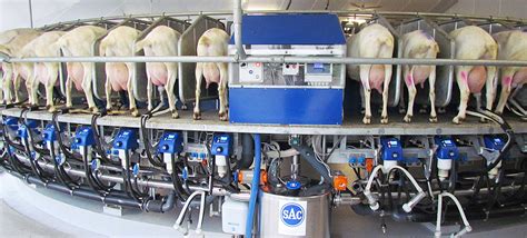 It was my first time ever, milking a cow. Milking Sheep and Goats